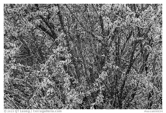 Redbud tree in bloom. Berryessa Snow Mountain National Monument, California, USA