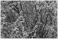 Redbud tree in bloom. Berryessa Snow Mountain National Monument, California, USA ( black and white)