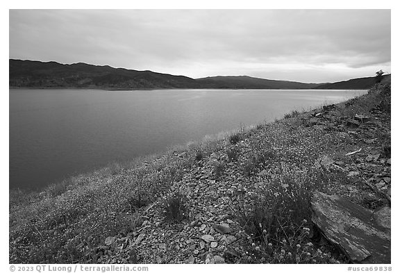 Wildflowers on the shore of Indian Valley Reservoir. Berryessa Snow Mountain National Monument, California, USA (black and white)