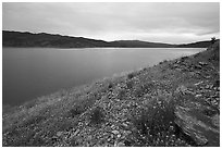 Wildflowers on the shore of Indian Valley Reservoir. Berryessa Snow Mountain National Monument, California, USA ( black and white)