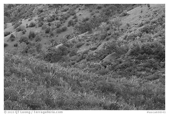Molok Luyuk Hillsides. Berryessa Snow Mountain National Monument, California, USA (black and white)
