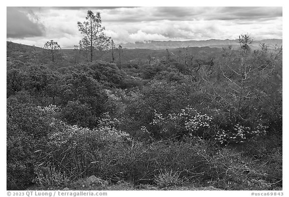 Chaparal, Molok Luyuk. Berryessa Snow Mountain National Monument, California, USA (black and white)