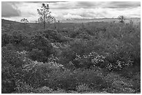 Chaparal, Molok Luyuk. Berryessa Snow Mountain National Monument, California, USA ( black and white)