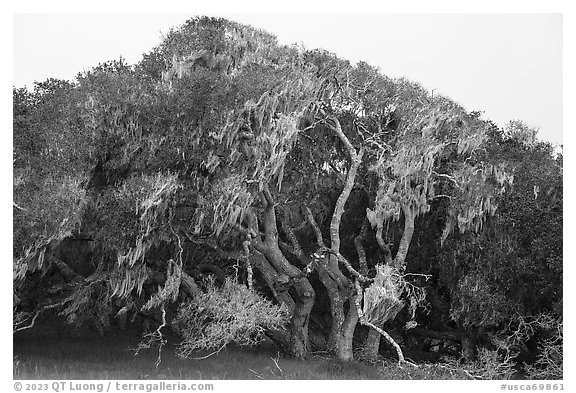 Coast Live oak trees with Spanish Moss near Jerry Smith Corridor. California, USA (black and white)