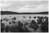 Pond with aquatic plants. California, USA ( black and white)