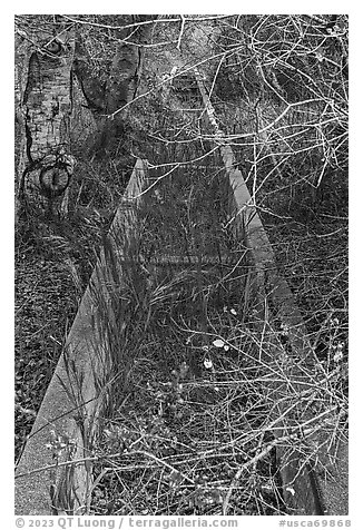 Overgrown horse water trough. California, USA (black and white)