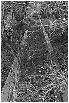 Overgrown horse water trough. California, USA ( black and white)