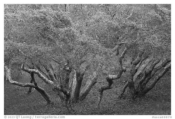 Cluster of newly leafed trees. California, USA (black and white)