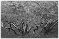 Cluster of newly leafed trees. California, USA ( black and white)