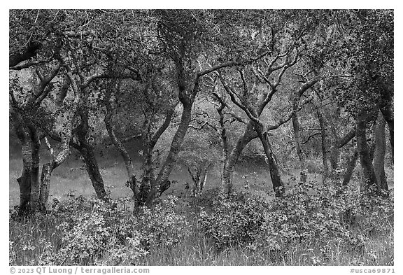 Newly leafed coast live oak trees. California, USA (black and white)