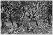 Newly leafed coast live oak trees. California, USA ( black and white)