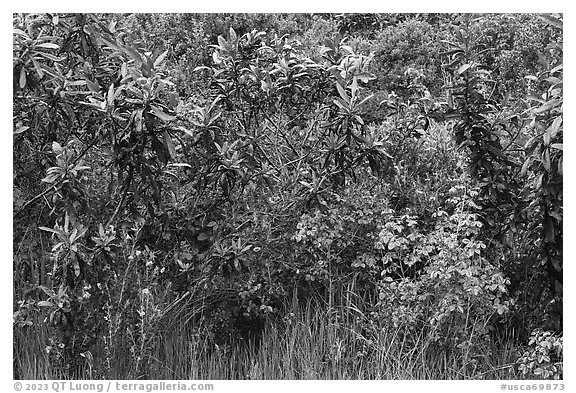 Close-up of shurbs and wildflowers. California, USA (black and white)