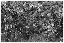 Close-up of shurbs and wildflowers. California, USA ( black and white)