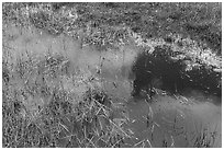 Close-up of pond and grasses. California, USA ( black and white)