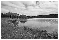 Pond borded by coast live oak trees in the spring. California, USA ( black and white)