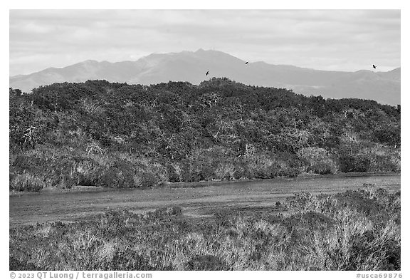 Pond, hill, birds, and ducks. California, USA (black and white)