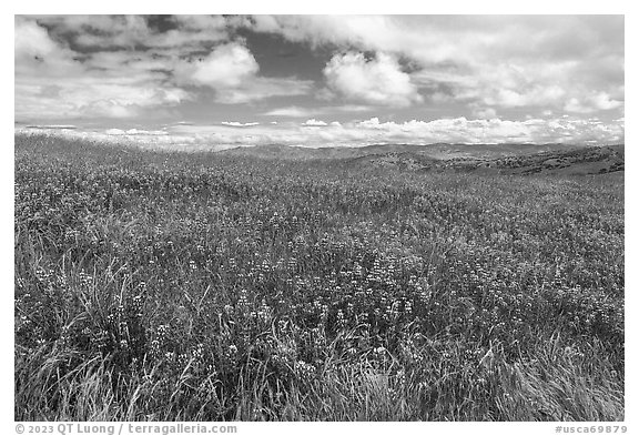 Carpet of lupine flowers. California, USA (black and white)