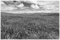 Carpet of lupine flowers. California, USA ( black and white)