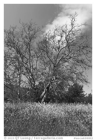 Wildflowers and sycamore trees. California, USA (black and white)
