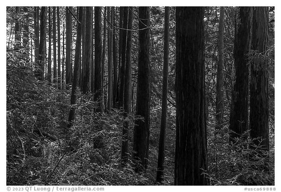 Dense redwood trees grove. Cotoni-Coast Dairies Unit, California Coastal National Monument, California, USA