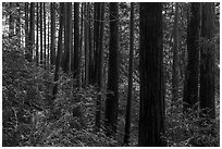 Dense redwood trees grove. Cotoni-Coast Dairies Unit, California Coastal National Monument, California, USA ( black and white)