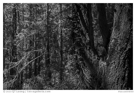 Thick forest grove. Cotoni-Coast Dairies Unit, California Coastal National Monument, California, USA