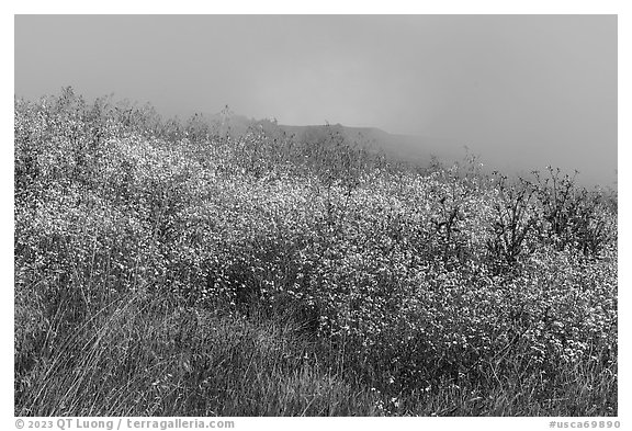 Wildflowers, marine layer, and hills. Cotoni-Coast Dairies Unit, California Coastal National Monument, California, USA