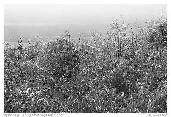 Wildflowers and marine layer fog. Cotoni-Coast Dairies Unit, California Coastal National Monument, California, USA