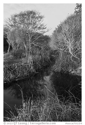 Stream and trees in winter. Point Reyes National Seashore, California, USA (black and white)