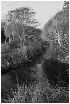 Stream and trees in winter. Point Reyes National Seashore, California, USA ( black and white)