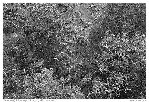 Mix of bare trees and evergreens, Evergreen hills. San Jose, California, USA (black and white)