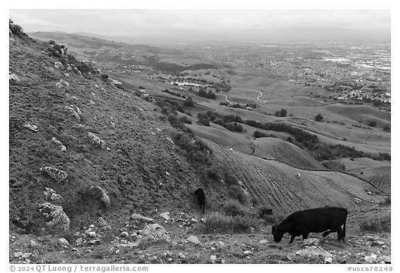 Cows grazing on hills above Milpitas and Silicon Valley, Ed Levin County Park. California, USA