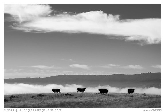 Cows and low fog over South Coyote Valley, Coyote Ridge Open Space Preserve. California, USA