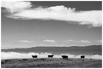 Cows and low fog over South Coyote Valley, Coyote Ridge Open Space Preserve. California, USA ( black and white)