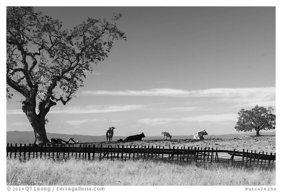 Fence and cows, Joseph Grant County Park. San Jose, California, USA (black and white)