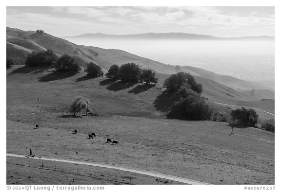 Trail, pasture with cows, Silicon Valley, Mission Peak Regional Preserve. California, USA