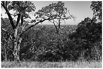 San Jose skyline through trees, Heintz Open Space. San Jose, California, USA ( black and white)