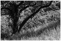 Grasses and oak tree in spring, Almaden Quicksilver County Park. San Jose, California, USA ( black and white)