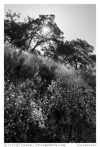 Flowering shurbs, oak trees, and sun, Almaden Quicksilver County Park. San Jose, California, USA (black and white)