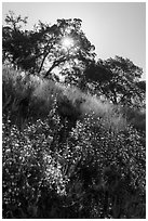 Flowering shurbs, oak trees, and sun, Almaden Quicksilver County Park. San Jose, California, USA ( black and white)