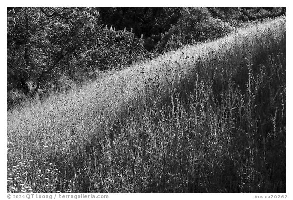 Grasses in spring, Almaden Quicksilver County Park. San Jose, California, USA (black and white)