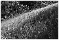 Grasses in spring, Almaden Quicksilver County Park. San Jose, California, USA ( black and white)