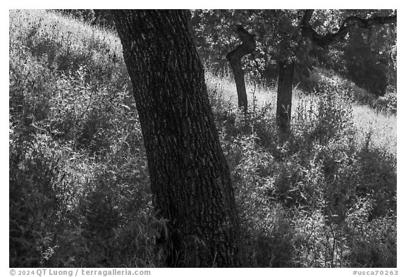 Tree trunks and grasses in spring, Almaden Quicksilver County Park. San Jose, California, USA (black and white)