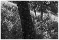 Tree trunks and grasses in spring, Almaden Quicksilver County Park. San Jose, California, USA ( black and white)