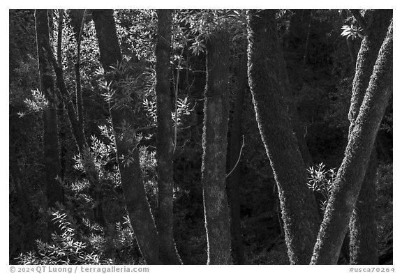 Moss-covered tree trunks in early spring, Uvas Canyon County Park. California, USA