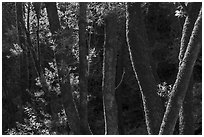 Moss-covered tree trunks in early spring, Uvas Canyon County Park. California, USA ( black and white)