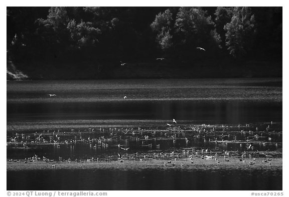 Birds in Guadalupe Reservoir, Almaden Quicksilver County Park. San Jose, California, USA (black and white)