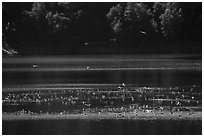 Birds in Guadalupe Reservoir, Almaden Quicksilver County Park. San Jose, California, USA ( black and white)