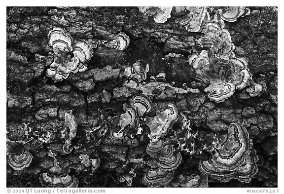 Mushrooms on log, Uvas Canyon County Park. California, USA