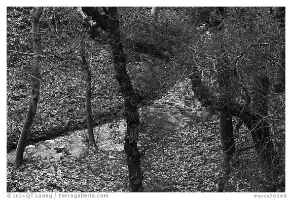 Limekiln Canyon Creek, Lexington Reservoir County Park. California, USA